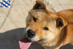 Lees meer over het artikel Korea Jindo Hondenfokker en puppies in Friesland