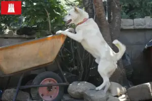 Lees meer over het artikel Korea Jindo Hondenfokkers en puppies in Hamburg