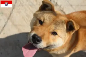 Lees meer over het artikel Korea Jindo Hondenfokkers en puppies in Hessen