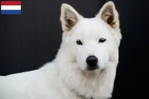 Lees meer over het artikel Korea Jindo Hondenfokkers en puppies in Nederland