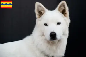 Lees meer over het artikel Korea Jindo Hondenfokkers en puppies in Overijssel