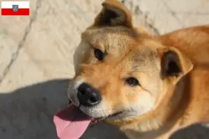 Lees meer over het artikel Korea Jindo Hondenfokkers en puppies in Thüringen