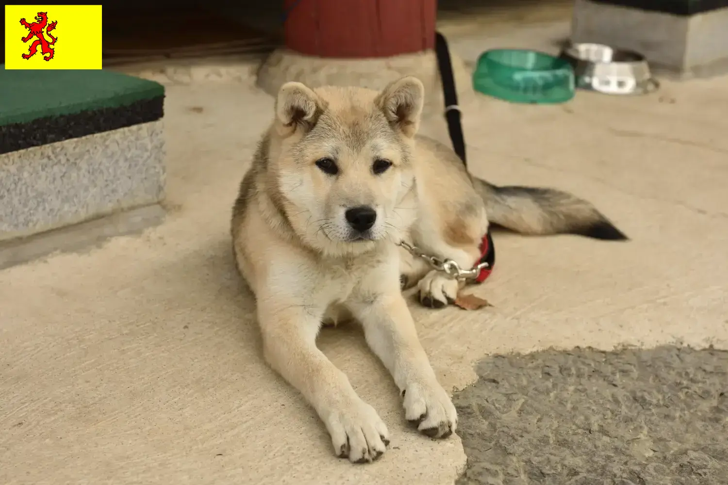 Korea Jindo Hond puppies en fokkers Zuid-Holland Vind hier Korea Jindo Dogs fokkers in Zuid-Holland.