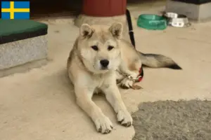 Lees meer over het artikel Korea Jindo Hondenfokkers en puppies in Zweden