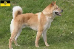 Lees meer over het artikel Korea Jindo Hondenfokkers en puppies in Baden-Württemberg