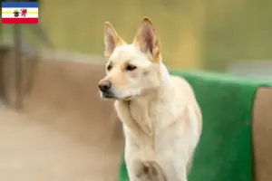 Lees meer over het artikel Korea Jindo Hondenfokkers en puppies in Mecklenburg-Vorpommern