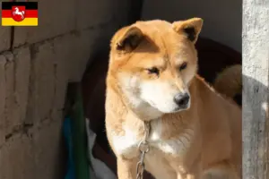 Lees meer over het artikel Korea Jindo Hondenfokkers en puppies in Nedersaksen