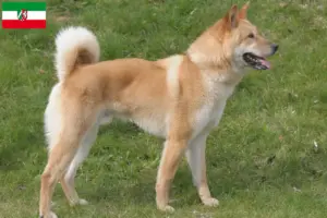 Lees meer over het artikel Korea Jindo Hondenfokkers en puppies in Noordrijn-Westfalen