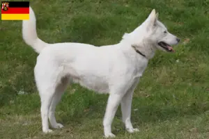 Lees meer over het artikel Korea Jindo Hondenfokkers en puppies in Rijnland-Palts