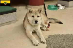 Lees meer over het artikel Korea Jindo Hondenfokkers en puppies in Saksen-Anhalt