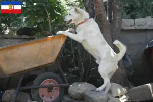 Lees meer over het artikel Korea Jindo Hondenfokkers en puppies in Sleeswijk-Holstein