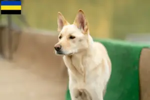 Lees meer over het artikel Korea Jindo Hondenfokkers en puppies in Gelderland