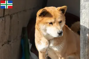 Lees meer over het artikel Korea Jindo Hondenfokker en puppies in Groningen