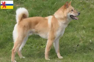 Lees meer over het artikel Korea Jindo Hondenfokker en puppies in Limburg