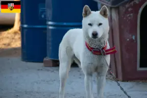 Lees meer over het artikel Korea Jindo Hondenfokkers en puppies in Saarland