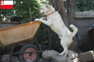 Lees meer over het artikel Korea Jindo Hondenfokker en puppies in Utrecht