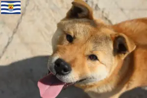 Lees meer over het artikel Korea Jindo Hondenfokkers en puppies in Zeeland