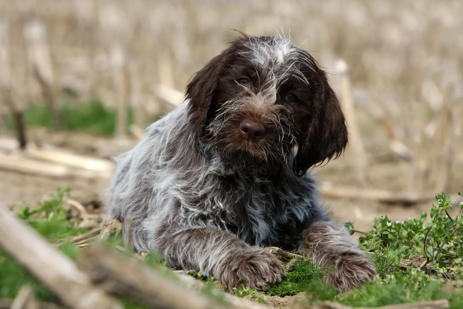 Een Griffon d'arrêt à poil dur puppy kopen betekent verantwoordelijkheid nemen! Korthals Griffon puppy kopen.