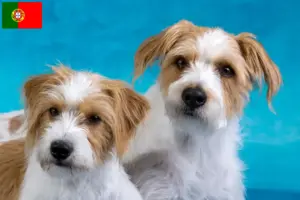 Lees meer over het artikel Kromfohrländer fokkers en pups in Portugal