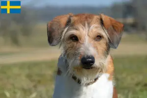 Lees meer over het artikel Kromfohrländer fokkers en pups in Zweden