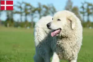 Lees meer over het artikel Kuvasz fokkers en pups in Denemarken