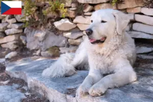 Lees meer over het artikel Kuvasz fokkers en pups in Tsjechië