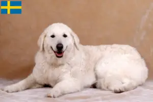Lees meer over het artikel Kuvasz fokkers en pups in Zweden