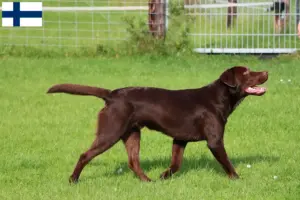Lees meer over het artikel Labradorfokkers en puppy’s in Finland