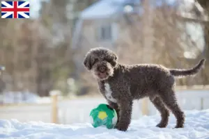 Lees meer over het artikel Lagotto Romagnolo fokkers en pups in Groot-Brittannië