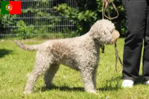 Lees meer over het artikel Lagotto Romagnolo fokkers en pups in Portugal