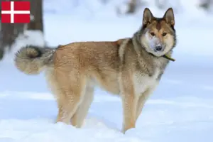 Lees meer over het artikel Laika fokkers en pups in Denemarken