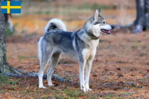 Lees meer over het artikel Laika fokkers en pups in Zweden