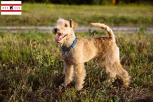Lees meer over het artikel Lakeland Terrier fokkers en pups in Drenthe