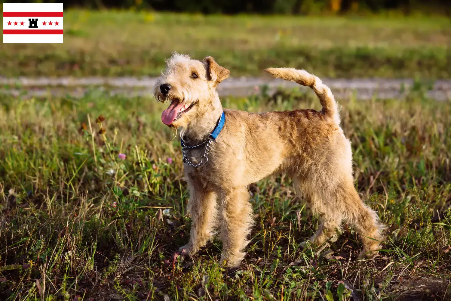 Lakeland Terrier pups en fokkers Drenthe Vind hier Lakeland Terrier fokkers in Drenthe.