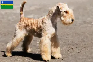 Lees meer over het artikel Lakeland Terrier fokkers en pups in Flevoland