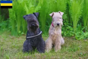 Lees meer over het artikel Lakeland Terrier fokkers en pups in Gelderland