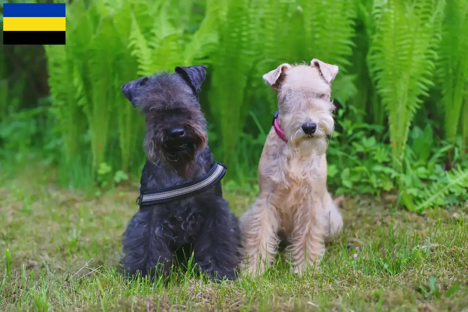Lees meer over het artikel Lakeland Terrier fokkers en pups in Gelderland