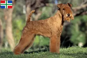 Lees meer over het artikel Lakeland Terrier fokkers en pups in Groningen