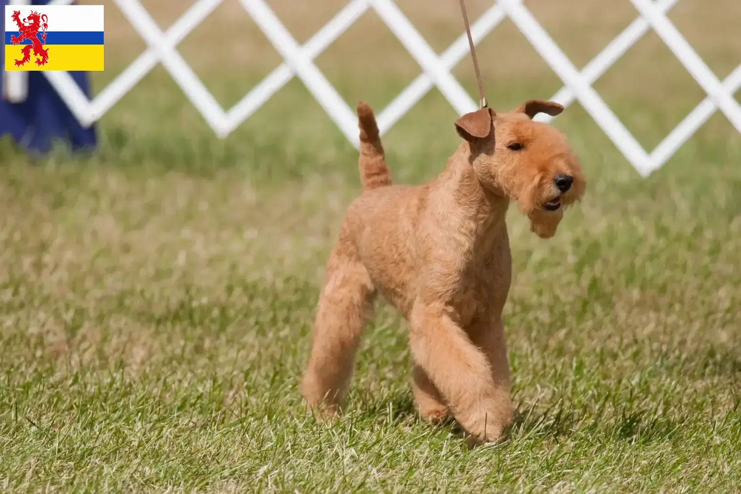 Lees meer over het artikel Lakeland Terrier fokkers en pups in Limburg