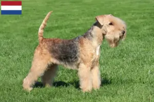 Lees meer over het artikel Lakeland Terrier fokkers en pups in Nederland