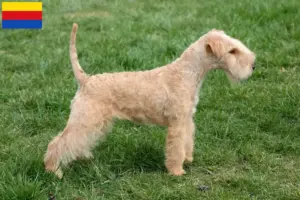 Lees meer over het artikel Lakeland Terrier fokkers en pups in Noord-Holland