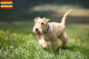 Lees meer over het artikel Lakeland Terrier fokkers en pups in Overijssel