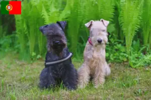 Lees meer over het artikel Lakeland Terrier fokkers en pups in Portugal