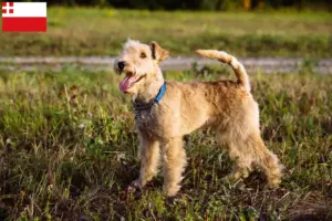 Lees meer over het artikel Lakeland Terrier fokkers en pups in Utrecht