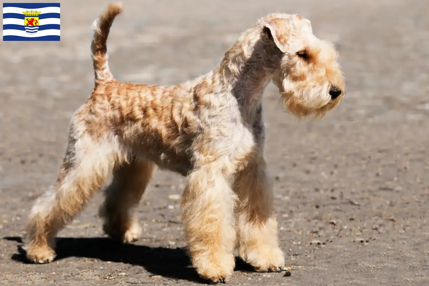 Lees meer over het artikel Lakeland Terrier fokkers en pups in Zeeland