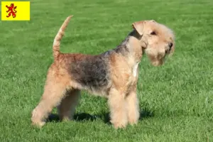Lees meer over het artikel Lakeland Terrier fokkers en pups in Zuid-Holland