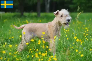 Lees meer over het artikel Lakeland Terrier fokkers en pups in Zweden