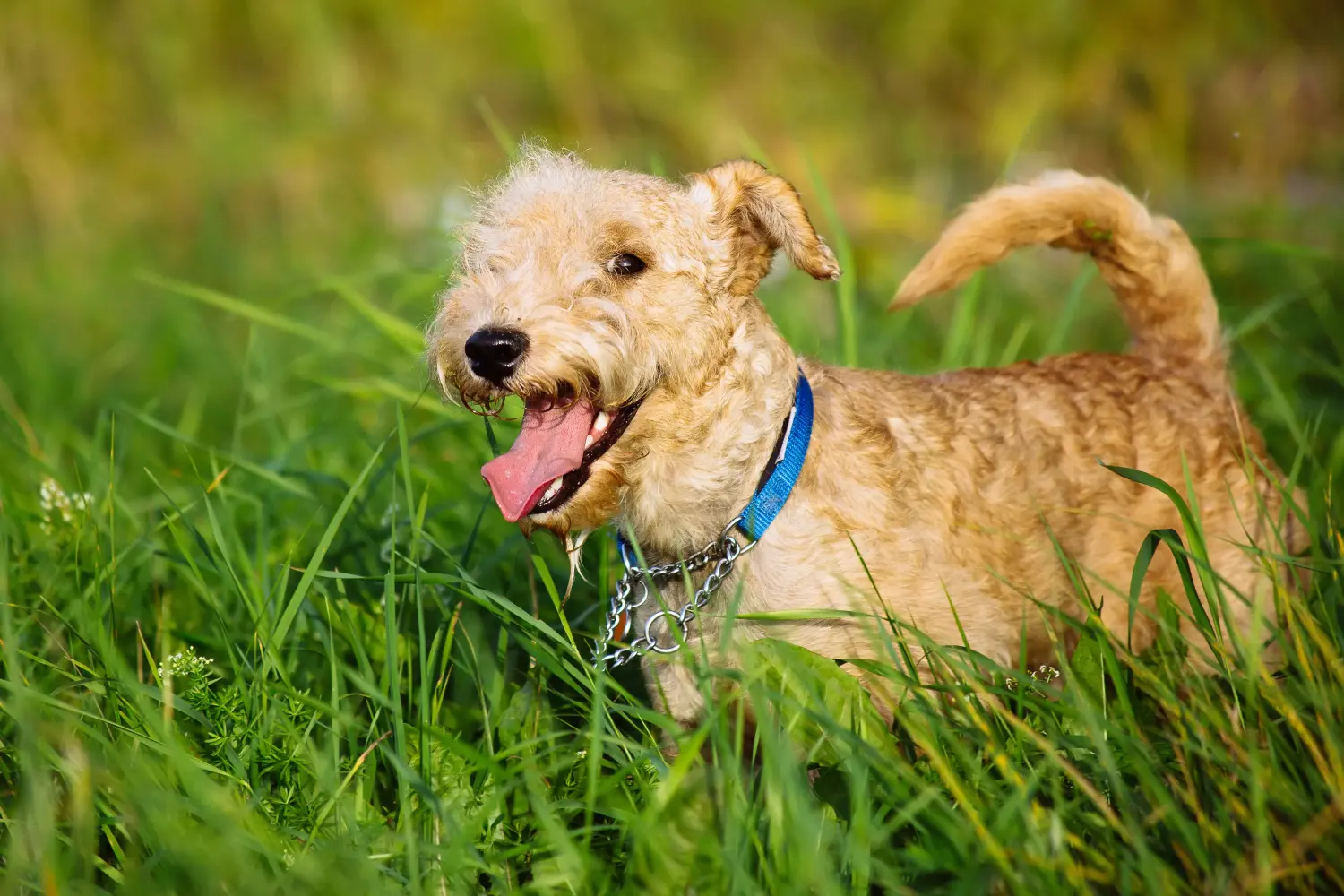 Een Lakeland Terrier puppy kopen betekent verantwoordelijkheid nemen! Lakeland Terrier puppy kopen.