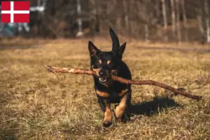 Lees meer over het artikel Lancashire Heeler fokkers en pups in Denemarken