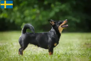 Lees meer over het artikel Lancashire Heeler fokkers en pups in Zweden